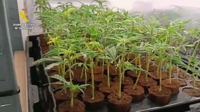 Operación antidroga en Madrid y Toledo: 7 detenidos por tener 583 plantas de marihuana
