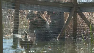 Soltadas 20 cercetas en las Lagunas de El Porcal de Rivas