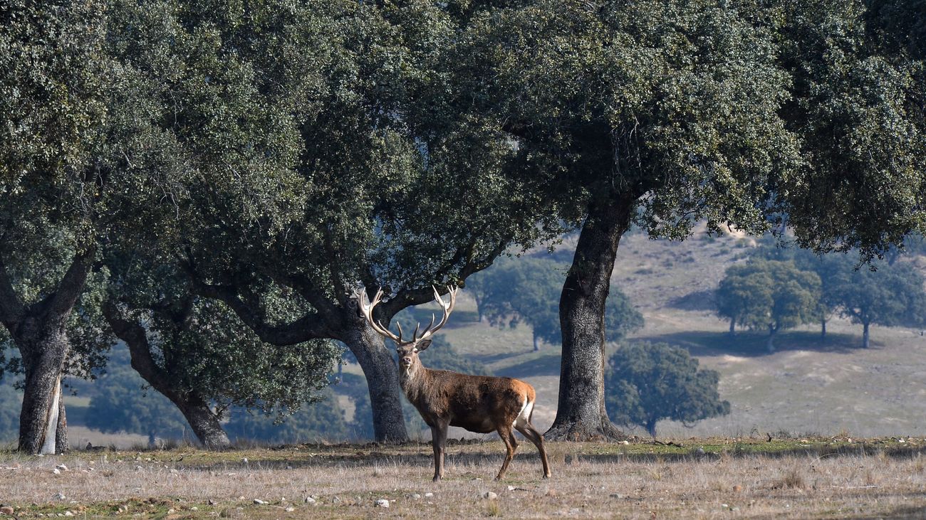 El Monte de El Pardo