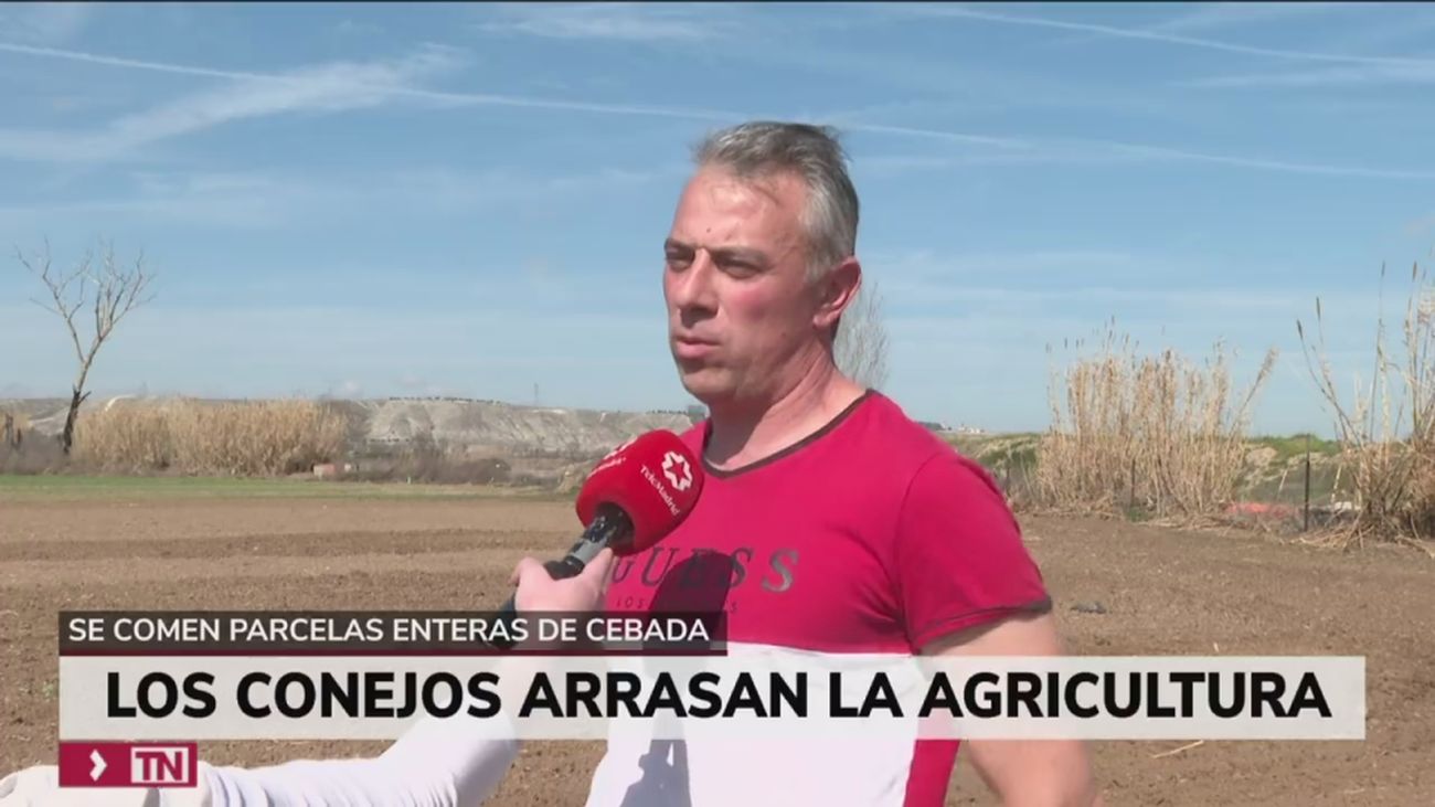 Preocupación entre los agricultores madrileños por la plaga de conejos