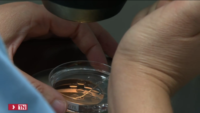 Más de 1.000 mujeres mayores de 40 años acceden en Madrid a la reproducción asistida pública