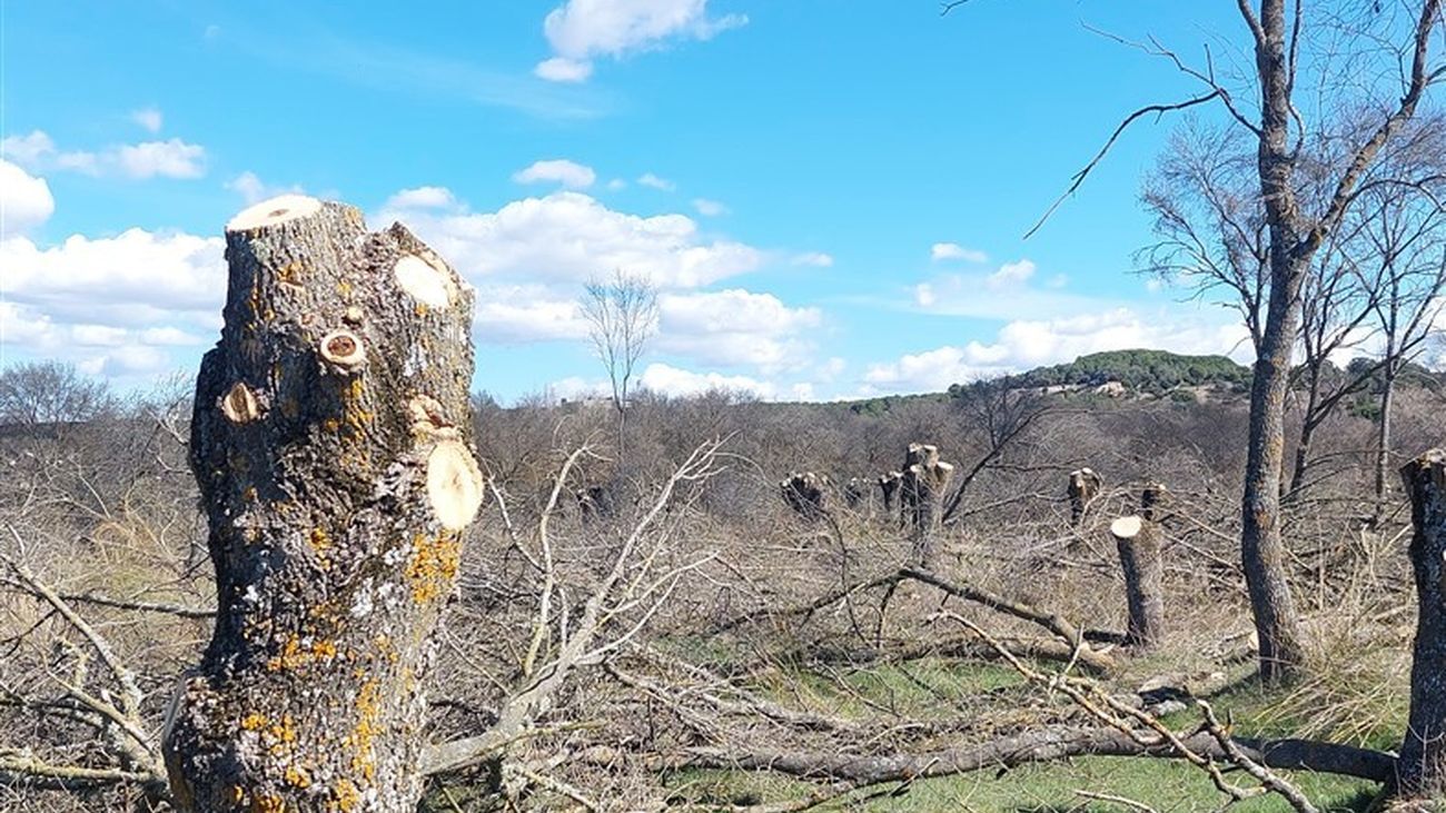 Estado de una fresneda del Parque Regional del Curso Medio del río Guadarrama tras una tala autorizada