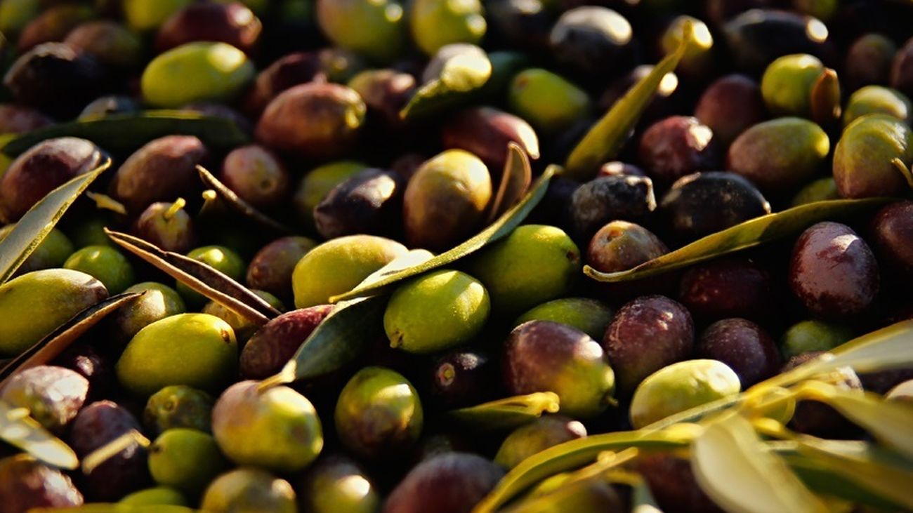 El precio del aceite de oliva seguirá subiendo tras "la peor cosecha de aceituna del siglo"
