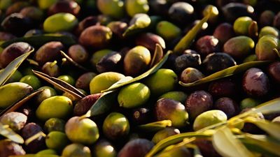 El precio del aceite de oliva seguirá subiendo tras "la peor cosecha de aceituna del siglo"