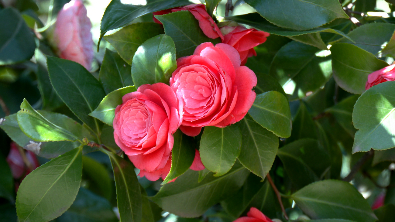 Llega la primavera al Real Jardín Botánico de Madrid
