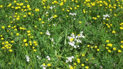 La primavera será "moderada" para los alérgicos al polen