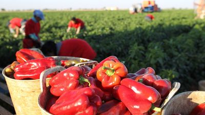Las bajas temperaturas de febrero provocan escasez de pimiento rojo