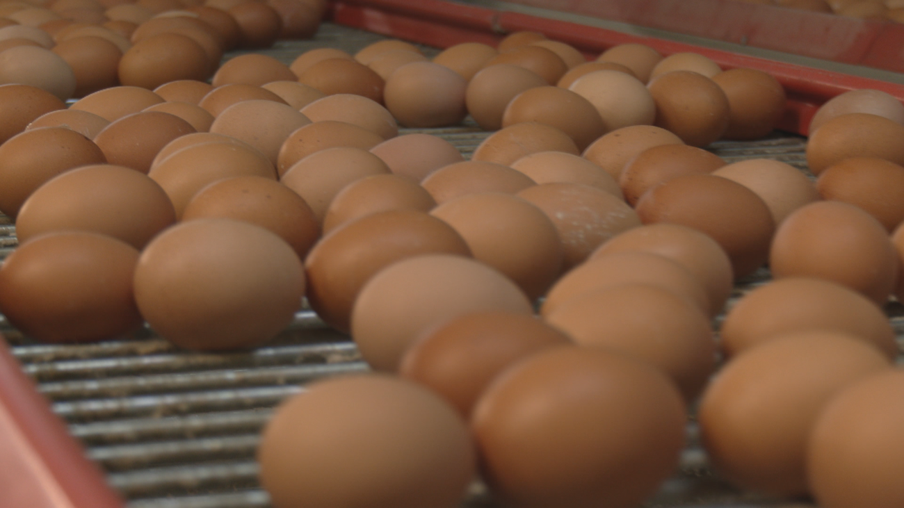 El viaje del huevo: De la gallina al supermercado