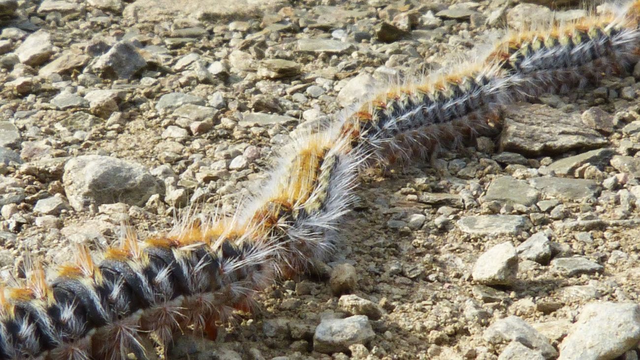 "Me dan pánico",  vecinos preocupados  por una plaga de oruga procesionaria en Pinar del Rey de Hortaleza