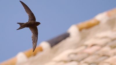 Cómo la lona en un edificio de Madrid supuso la muerte de una colonia de vencejos