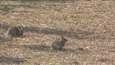 Los agricultores madrileños, hartos de las plagas de conejos