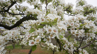 Dónde ver cerezos en Madrid para no tener que ir hasta el Jerte