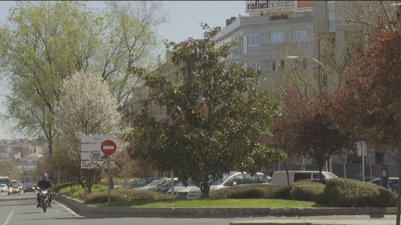 Piden proteger de la tala a más de 350 árboles en Atocha