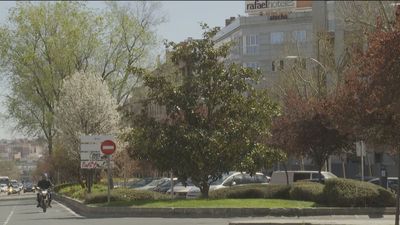 Piden proteger de la tala a más de 350 árboles en Atocha