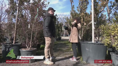 Descubre el madroño, el arbusto más emblemático de Madrid