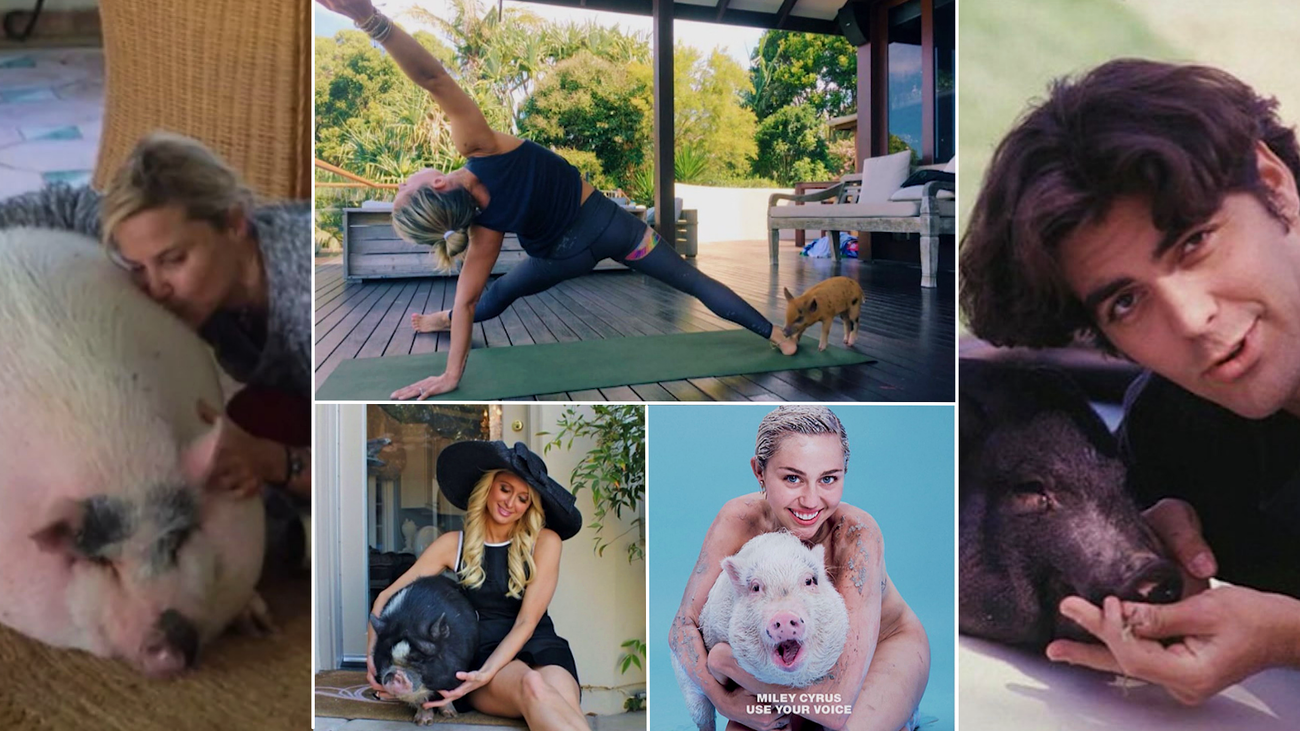 Cerdos como mascotas, tendencia entre los famosos