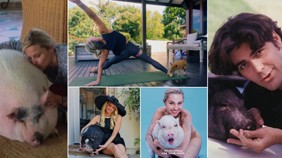 Cerdos como mascotas, tendencia entre los famosos