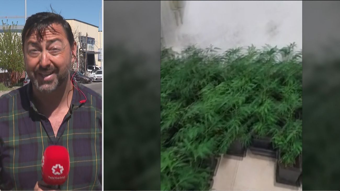 Desmantelado un taller con 500 plantas de marihuana en San Martín de la Vega