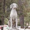 Visitamos el único cementerio de animales de la Comunidad de Madrid