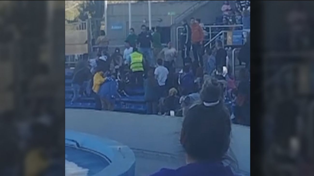 Bronca en las gradas del delfinario del Zoo Aquarium de Madrid