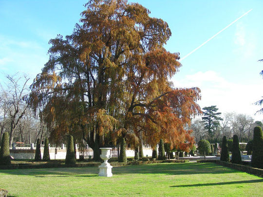 El Ahuehete de El Retiro / ESMADRID