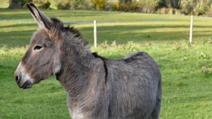 Burro en Burrolandia / BURROLANDIA