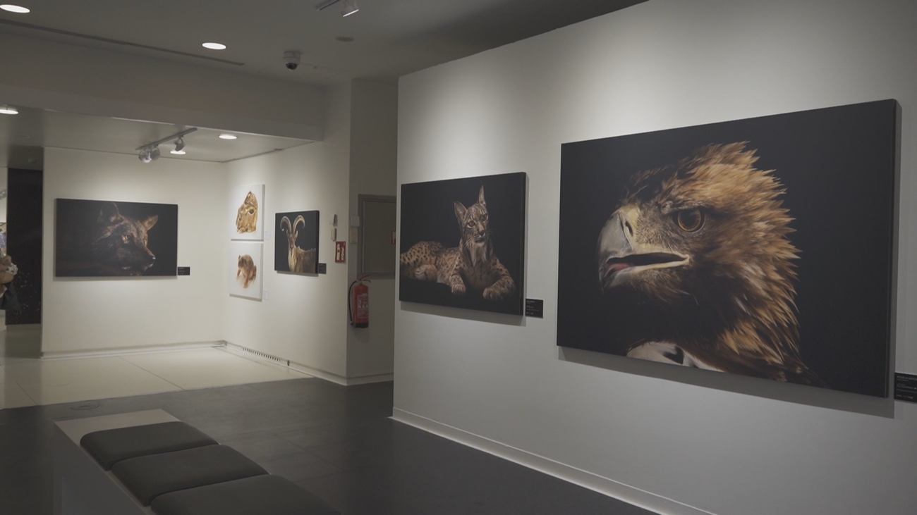 Photo Ark, la exposición que reúne imágenes de animales en peligro de extinción
