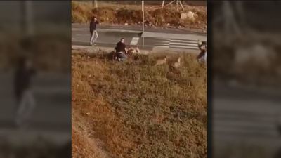 La Policía dispara en una operación antidroga a tres perros que les atacaban