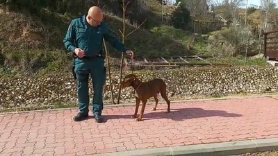 Lucha contra el maltrato animal en Madrid: 5 investigados por abandonar a sus mascotas