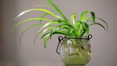 Un estudio lo confirma, las plantas 'gritan' cuando las cortas o les falta agua