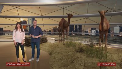 Conoce de cerca a los dromedarios en Aldea del Fresno