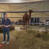 Conoce de cerca a los dromedarios en Aldea del Fresno