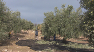 El 'Aceite de Madrid' ya es una denominación protegida en la Unión Europea
