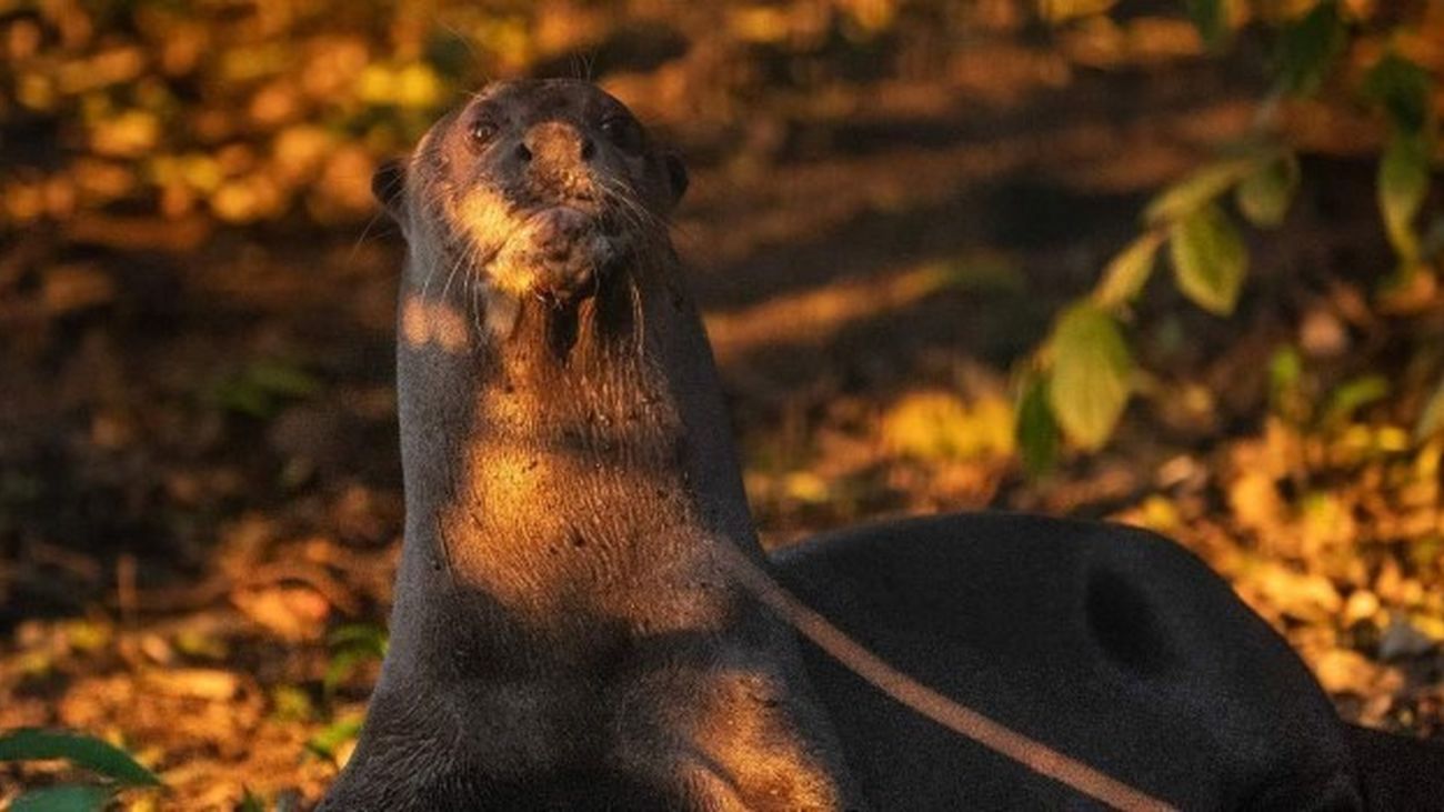 Ejemplar de nutria gigante (Pteronura brasiliensis)