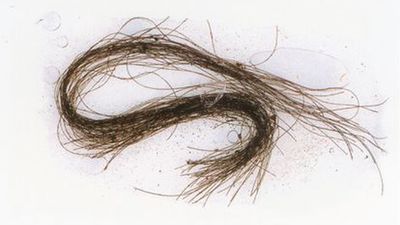 Hace 3.000 años ya se usaban drogas en Europa y las pruebas están en España