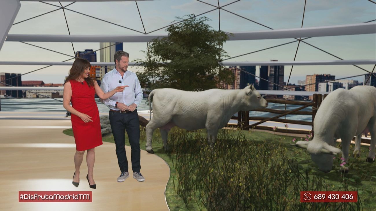 La belleza no es solo cosa de humanos: conocemos a la vaca charolesa más bonita de España