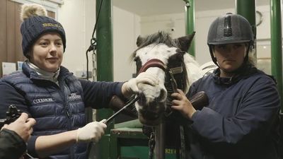 Entramos en el único hospital de Caballos de Gales