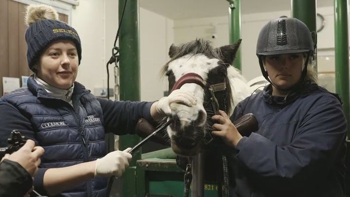 Hospital de caballos / Redacción