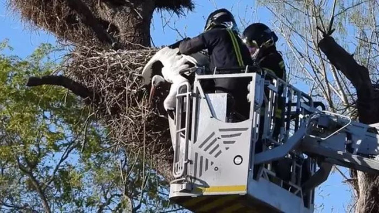 Los bomberos rescatan a una cigüeña atrapada en un nido del Zoo de Madrid