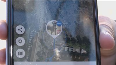 ¿Cómo podemos vigilar a nuestras mascotas desde el trabajo?