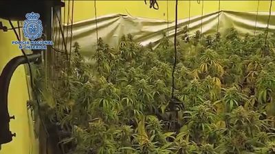 Desmantelada una producción 'indoor' de  marihuana en tres casas de lujo del corredor del Henares