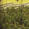Desmantelada una producción 'indoor' de  marihuana en tres casas de lujo del corredor del Henares