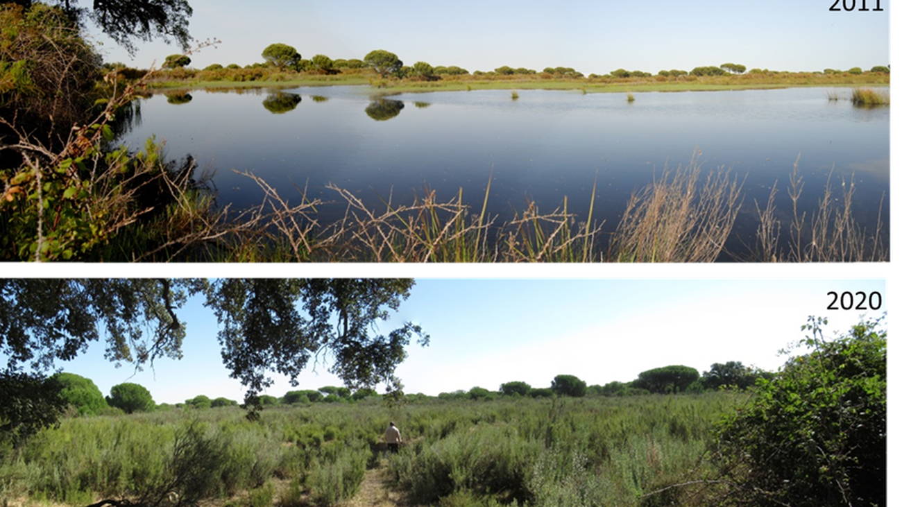 Doñana, en estado crítico por la sequía, el aumento de los cultivos y las urbanizaciones cercanas