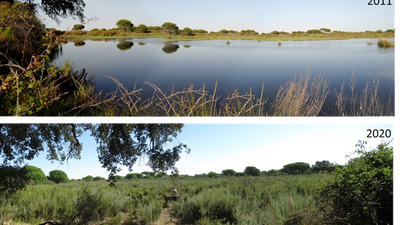 Doñana, en estado crítico por la sequía, el aumento de los cultivos y las urbanizaciones cercanas