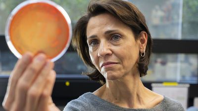 Patentan una bacteria intestinal para tratar la depresión y la ansiedad