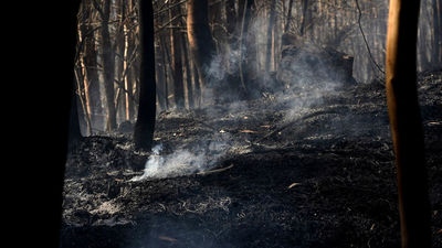 Asturias acumula 43 incendios forestales en 23 de sus municipios