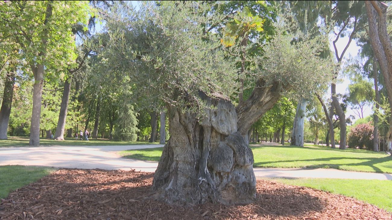 El olivo de 627 años, el árbol más antiguo de El Retiro y de la capital