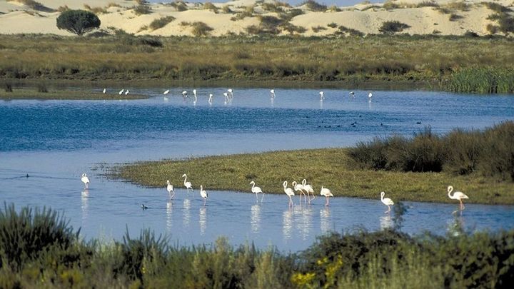 Parque Nacional de Doñana / EUROPA PRESS