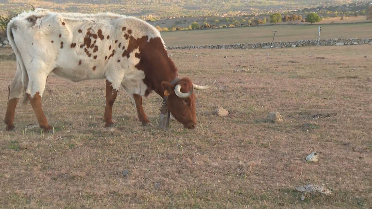 La  sequía arruina al campo madrileño: "Desde enero no ha caído una gota de agua"