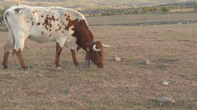 La  sequía arruina al campo madrileño: "Desde enero no ha caído una gota de agua"